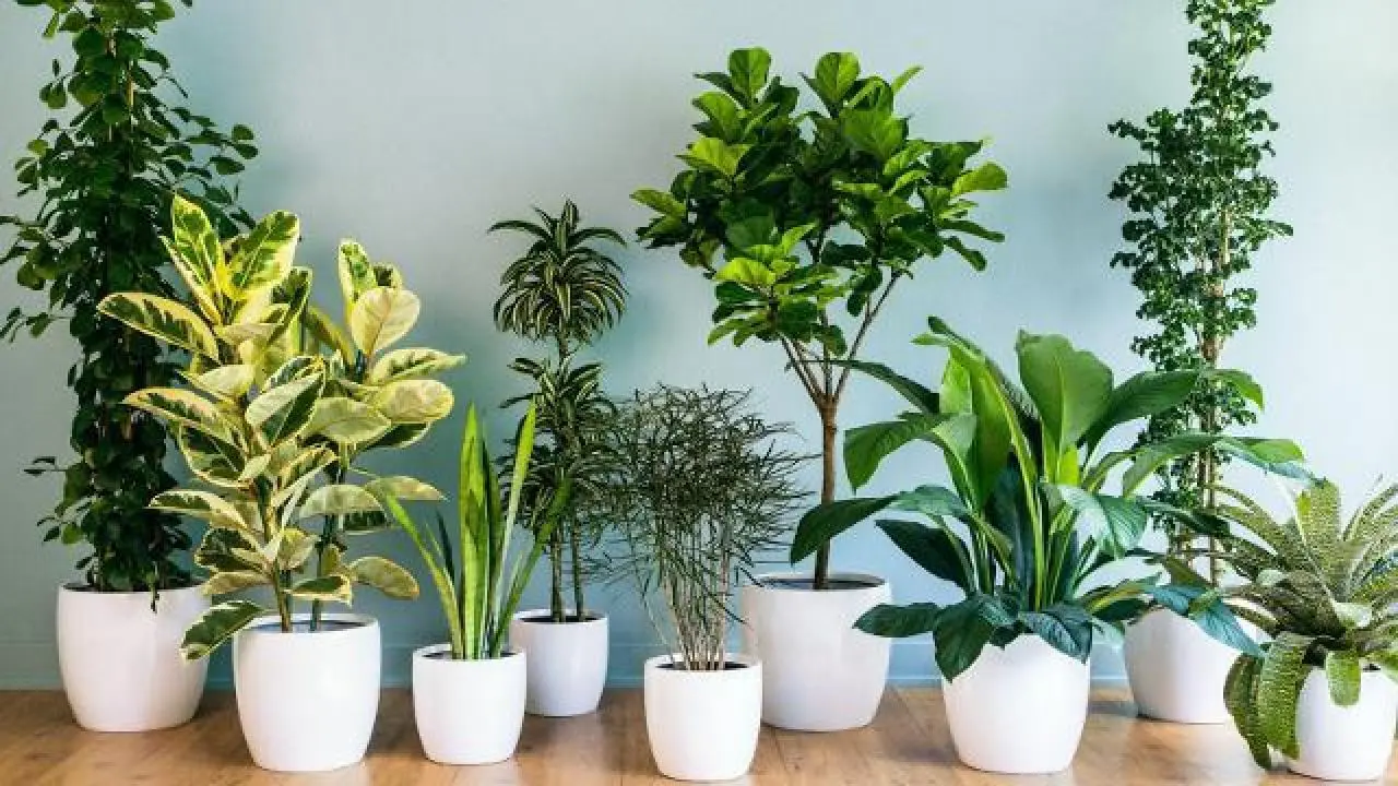 Plantas de casaAs melhores plantas para deixar a sua residência mais sustentável