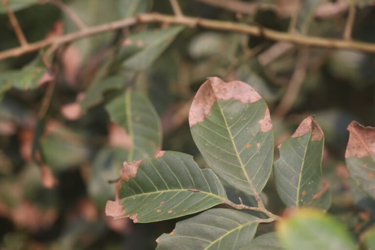Porque as pontas das folhas das Plantas secam