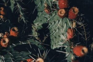 Frutas Que Prendem O Intestino
